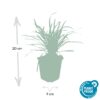 Liriope muscari 'Big Blue' | 24 stuks