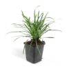 Liriope muscari 'Big Blue' | 24 stuks