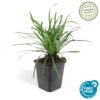 Liriope muscari 'Big Blue' | 24 stuks