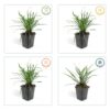 Liriope muscari 'Big Blue' | 24 stuks