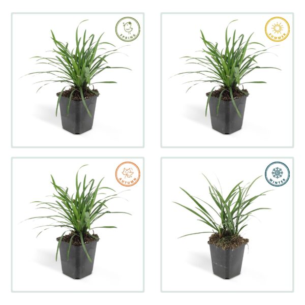 Liriope muscari 'Big Blue' | 24 stuks