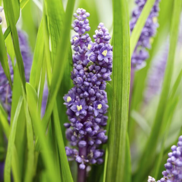 Liriope muscari 'Big Blue' | 24 stuks