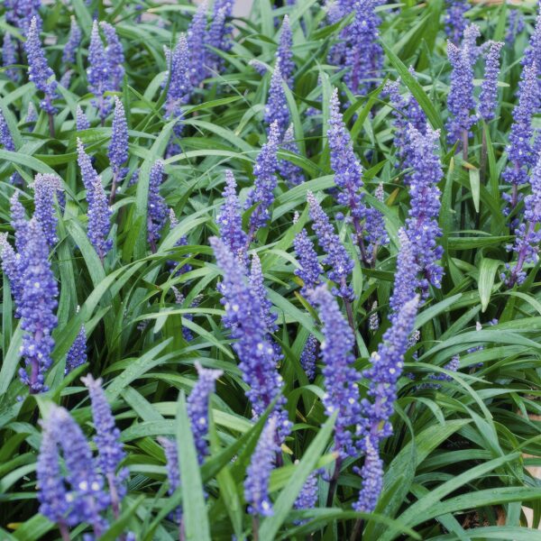 Liriope muscari 'Big Blue' | 24 stuks