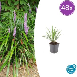 thumbnail_6000-462.jpg Liriope muscari 'Ingwersen' | 48 stuks