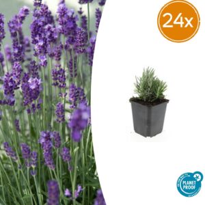 Lavandula ang. 'Dwarf Blue' | 24 stuks