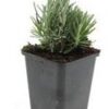 Lavandula ang. 'Dwarf Blue' | 24 stuks