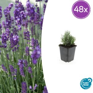 Lavandula ang. 'Dwarf Blue' | 48 stuks