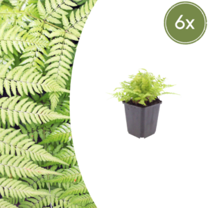 thumbnail_6000-494.png Dryopteris filix-mas | 6 stuks