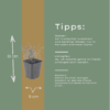 Thymus vulgaris | 6 stuks