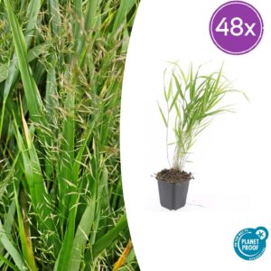 thumbnail_6000-50.jpg Hakonechloa macra | 48 stuks