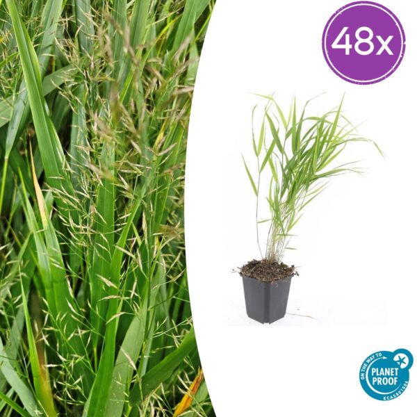 Hakonechloa macra | 48 stuks