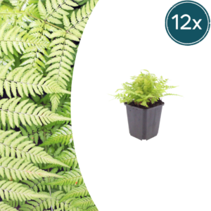 thumbnail_6000-502.png Dryopteris filix-mas | 12 stuks
