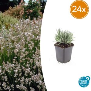 Lavandula int. 'Edelweiss' | 24 stuks