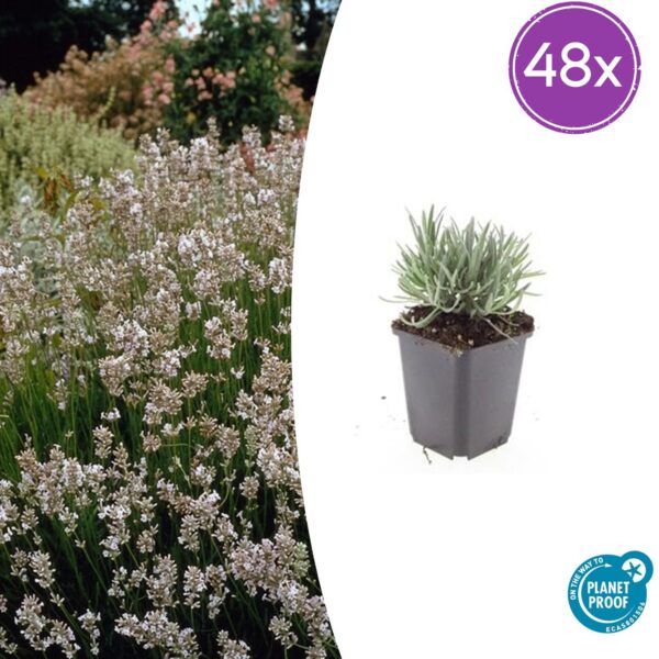 Lavandula int. 'Edelweiss' | 48 stuks