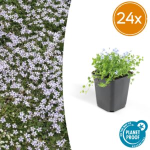 Isotoma fluviatilis | 24 stuks