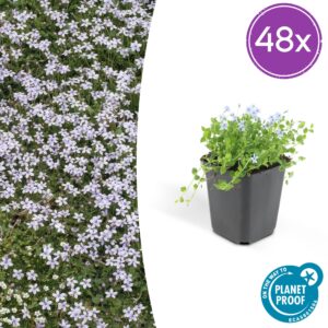 Isotoma fluviatilis | 48 stuks