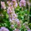 Thymus vulgaris | 6 stuks