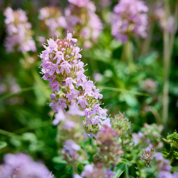 thumbnail_6000-53.png Thymus vulgaris | 6 stuks