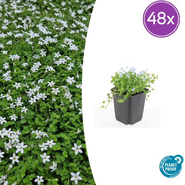 Isotoma fluviatilis 'Alba' | 48 stuks