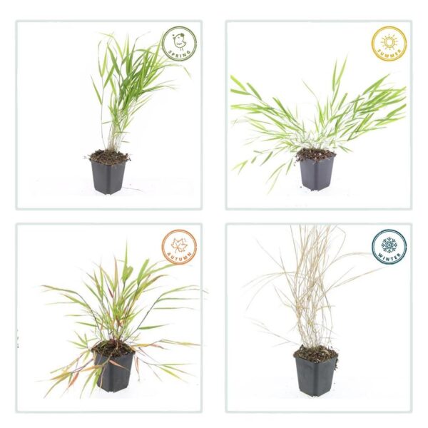 Hakonechloa macra | 48 stuks
