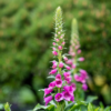 Digitalis purpurea | 6 stuks