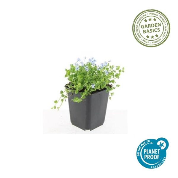 Isotoma fluviatilis 'Alba' | 48 stuks