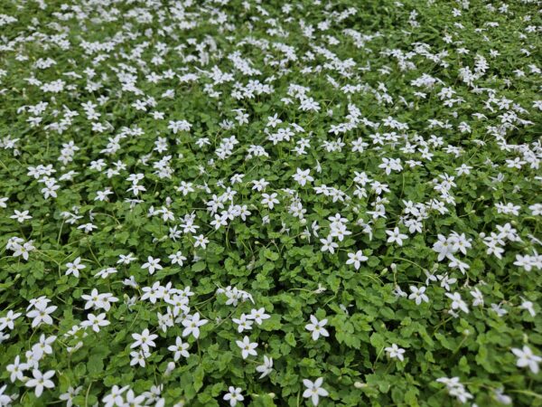 Isotoma fluviatilis 'Alba' | 48 stuks