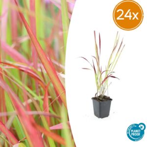 Imperata cylindrica 'Red Baron' | 24 stuks