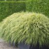 Hakonechloa macra | 48 stuks