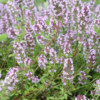 Thymus vulgaris | 6 stuks