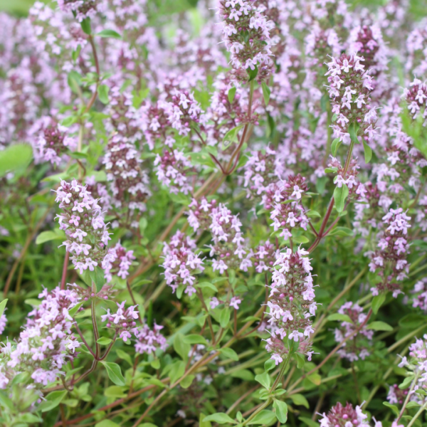 thumbnail_6000-55.png Thymus vulgaris | 6 stuks