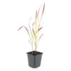 Imperata cylindrica 'Red Baron' | 48 stuks