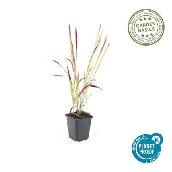 Imperata cylindrica 'Red Baron' | 48 stuks