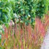 Imperata cylindrica 'Red Baron' | 48 stuks