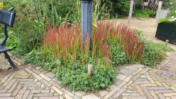 Imperata cylindrica 'Red Baron' | 48 stuks