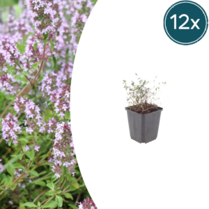 thumbnail_6000-56.png Thymus vulgaris | 12 stuks