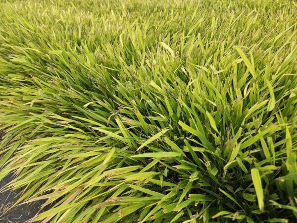 Hakonechloa macra | 48 stuks