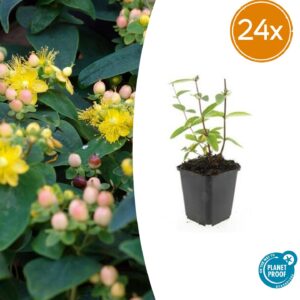 thumbnail_6000-576.jpg Hypericum inodorum 'Annebel' | 24 stuks