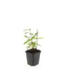 Hypericum inodorum 'Annebel' | 24 stuks