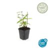 Hypericum inodorum 'Annebel' | 24 stuks