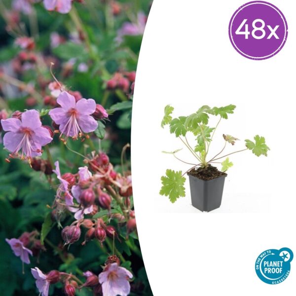 Geranium macr. 'Ingwersen's Var.' | 48 stuks