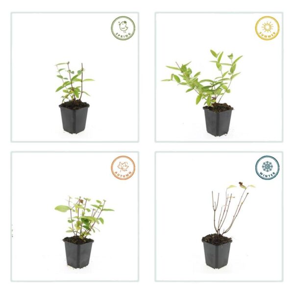 Hypericum inodorum 'Annebel' | 24 stuks