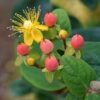 Hypericum inodorum 'Annebel' | 24 stuks