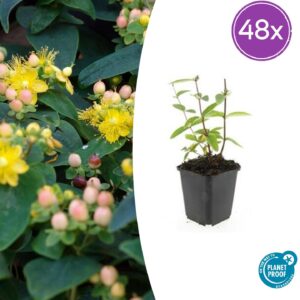 thumbnail_6000-583.jpg Hypericum inodorum 'Annebel' | 48 stuks