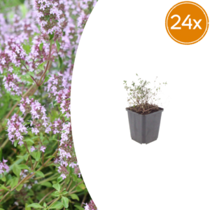 thumbnail_6000-59.png Thymus vulgaris | 24 stuks