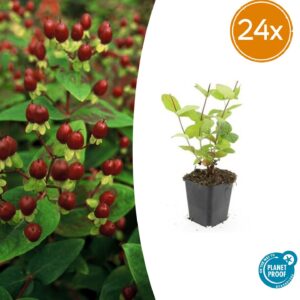 thumbnail_6000-590.jpg Hypericum inodorum 'Beauty' | 24 stuks