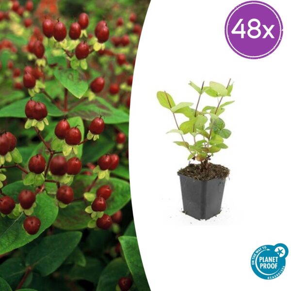 Hypericum inodorum 'Beauty' | 48 stuks