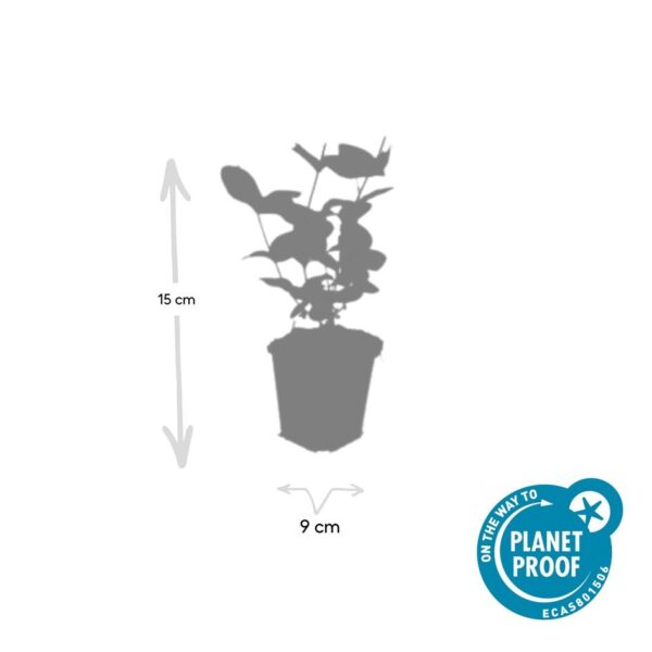 Hypericum inodorum 'Beauty' | 48 stuks