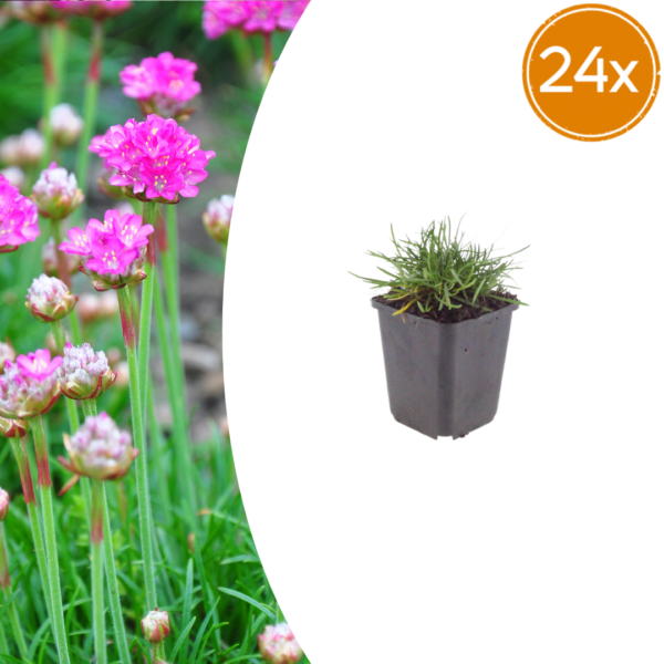 Armeria m. 'Splendens' | 24 stuks