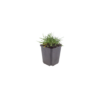 Armeria m. 'Splendens' | 24 stuks